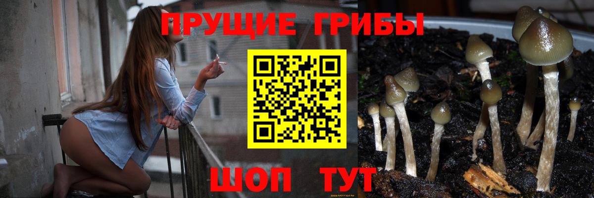 Псилоцибиновые грибы Cubensis Минеральные Воды